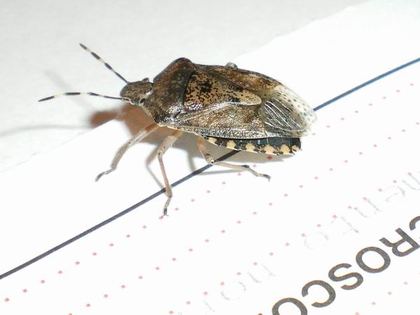 Rhaphigaster nebulosa